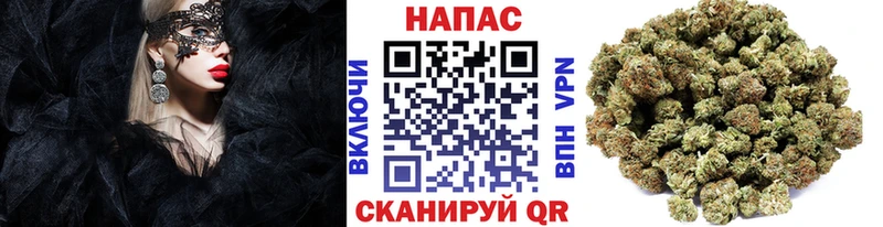 Канабис сатива даркнет сайт Зеленоградск
